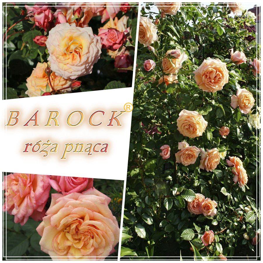 Barock róże pnące